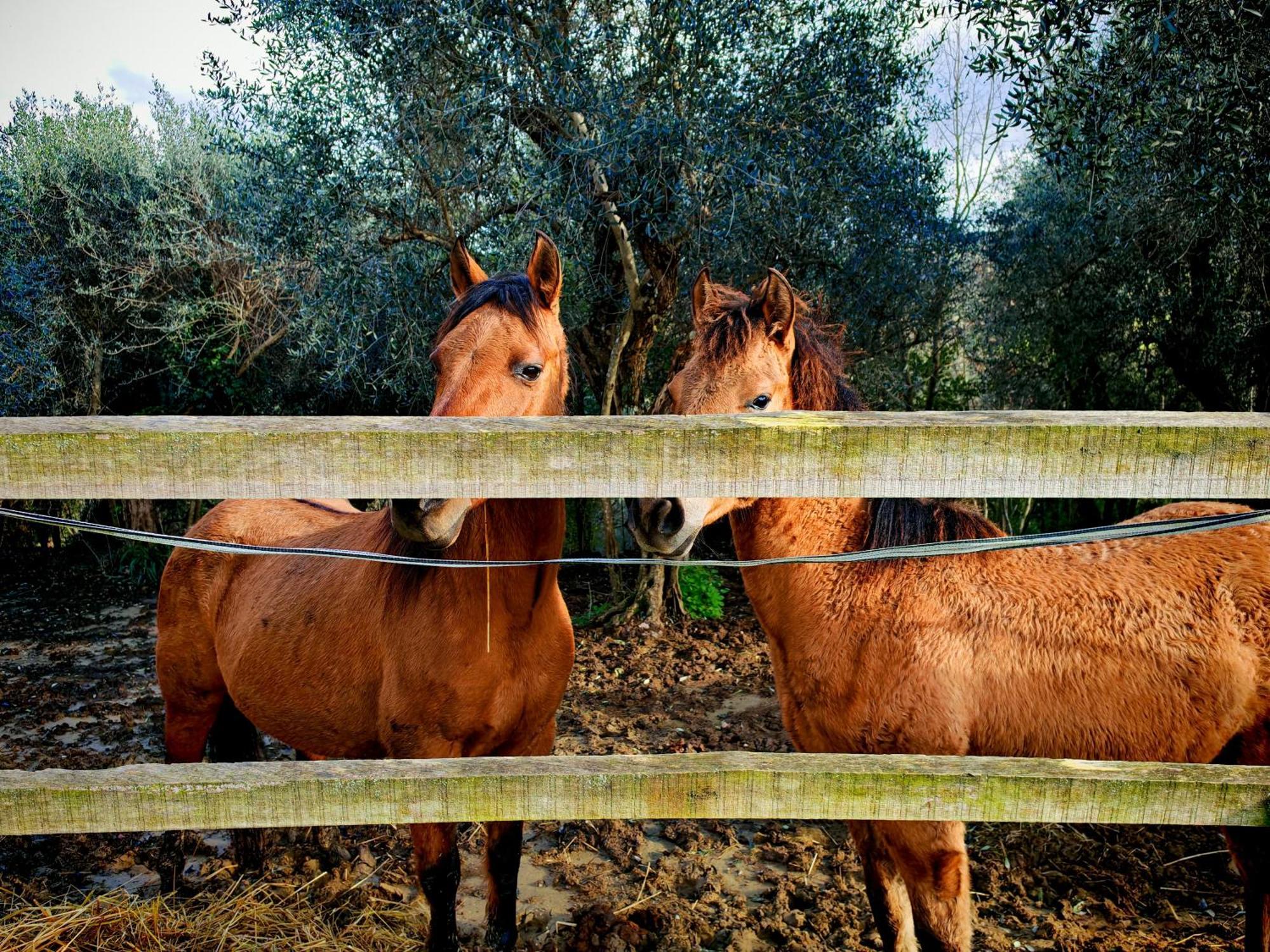 Podere Orzale Agri Hospitality Usigliano Екстер'єр фото